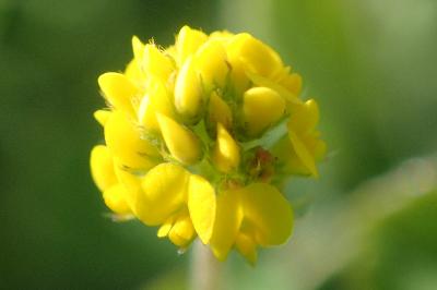Medicago lupulina