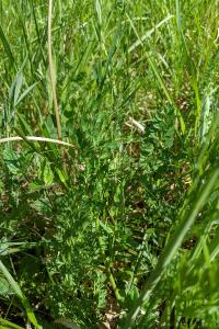 Oenanthe pimpinelloides