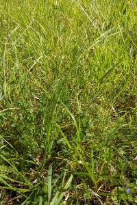 Oenanthe pimpinelloides