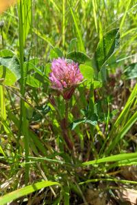 Trifolium pratense