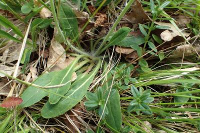 Pilosella officinarum
