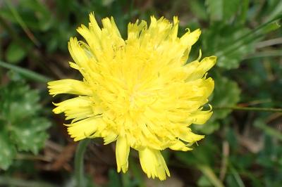 Pilosella officinarum