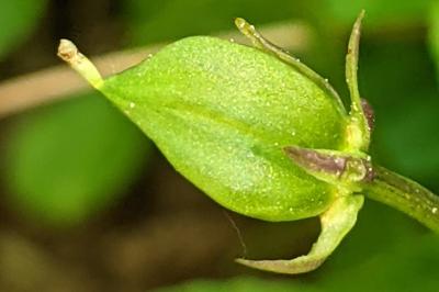 Viola reichenbachiana