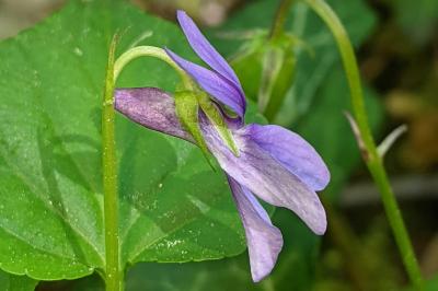 Viola reichenbachiana
