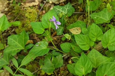 Viola reichenbachiana