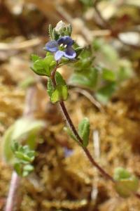Veronica arvensis