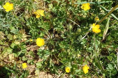 Ranunculus bulbosus