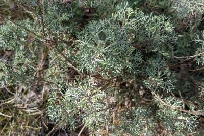 Artemisia alba