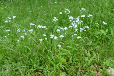 Myosotis scorpioides
