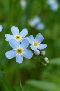 Myosotis scorpioides