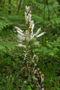 Asphodelus albus