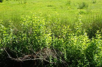 Lysimachia vulgaris