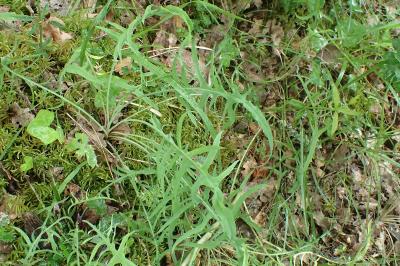 Lactuca viminea subsp. chondrilliflora