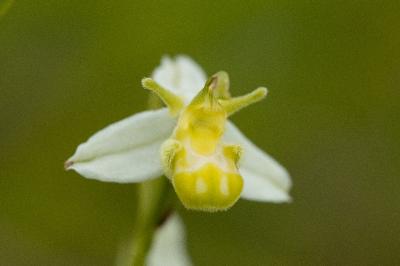 Ophrys apifera