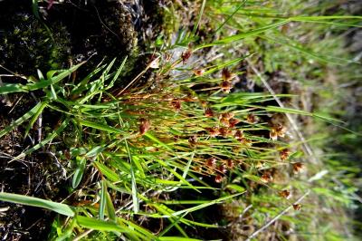 Juncus capitatus
