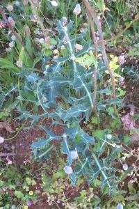 Eryngium campestre