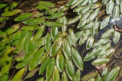 Potamogeton nodosus