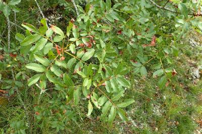 Pistacia terebinthus