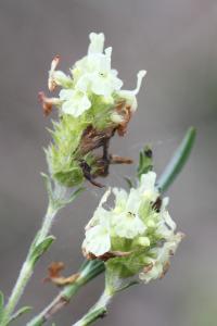 Sideritis hyssopifolia subsp. guillonii