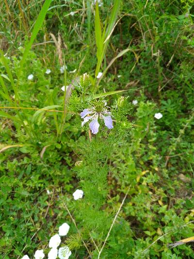 Nigella hispanica var. hispanica