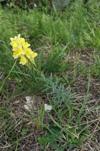 Linaria vulgaris