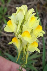 Linaria vulgaris