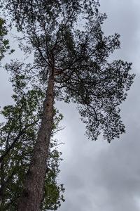 Pinus sylvestris