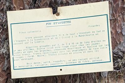 Pinus sylvestris