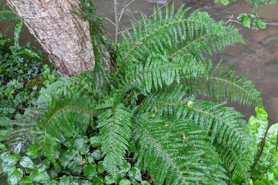Polystichum setiferum