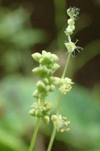 Mercurialis annua