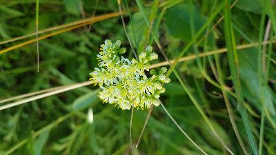 Petrosedum sediforme