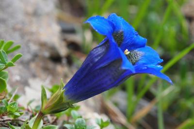 Gentiana acaulis