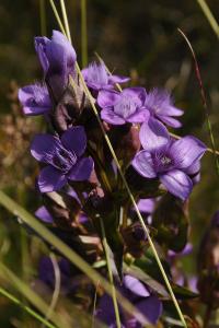 Gentianella campestris