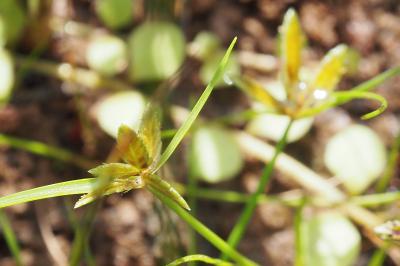 Cyperus flavescens