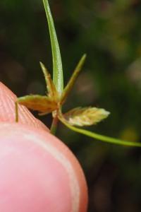 Cyperus flavescens