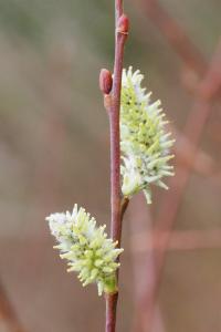 Salix atrocinerea