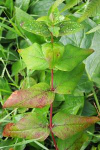 Hypericum androsaemum