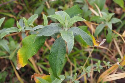 Buddleja davidii