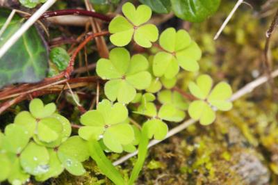 Oxalis acetosella