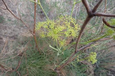 Peucedanum officinale