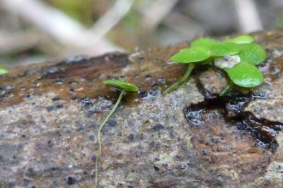 Lemna minor