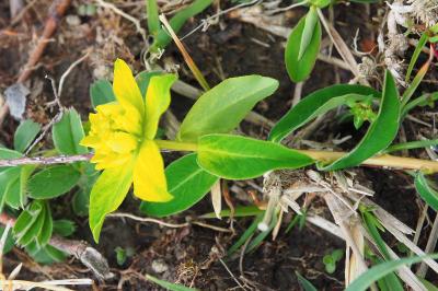 Euphorbia flavicoma subsp. occidentalis