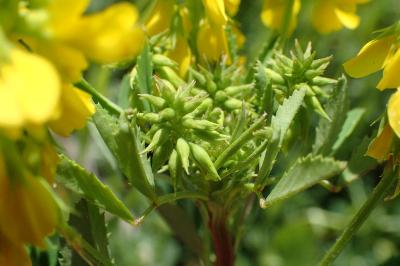 Melilotus officinalis