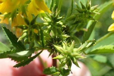 Melilotus officinalis