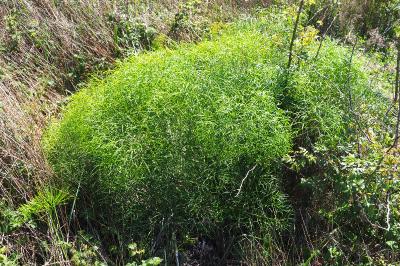 Peucedanum officinale