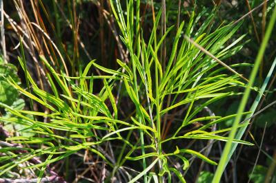 Peucedanum officinale