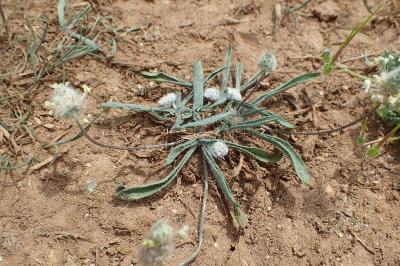 Plantago lagopus