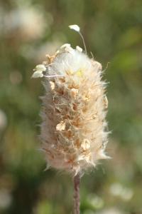 Plantago lagopus