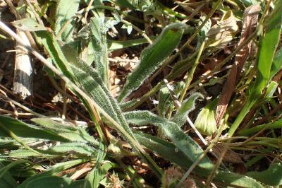 Plantago lagopus