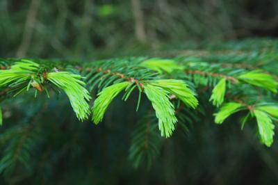 Abies alba